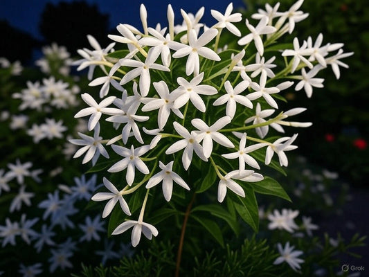 Jasmine Magickal Incense 茉莉 魔法香