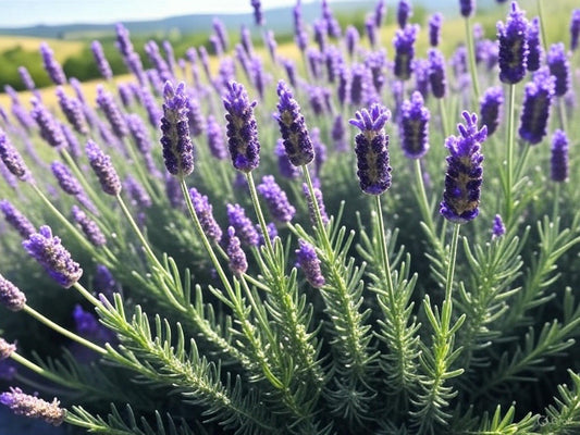 Lavender Magickal Incense 薰衣草 魔法香